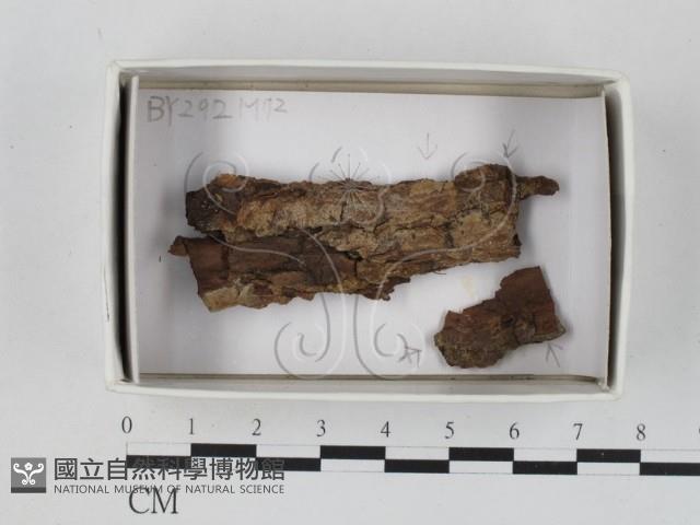 登錄號:F0021098藏品圖，第1張