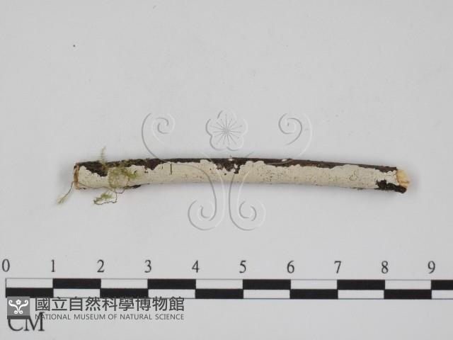 登錄號:F0001098藏品圖，第1張