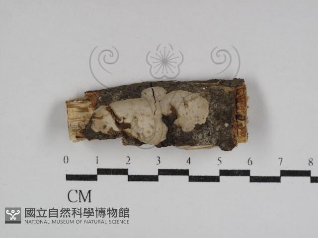 登錄號:F0031098藏品圖，第1張