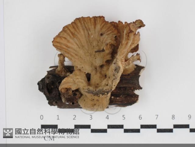 優雅波邊革菌藏品圖，第1張
