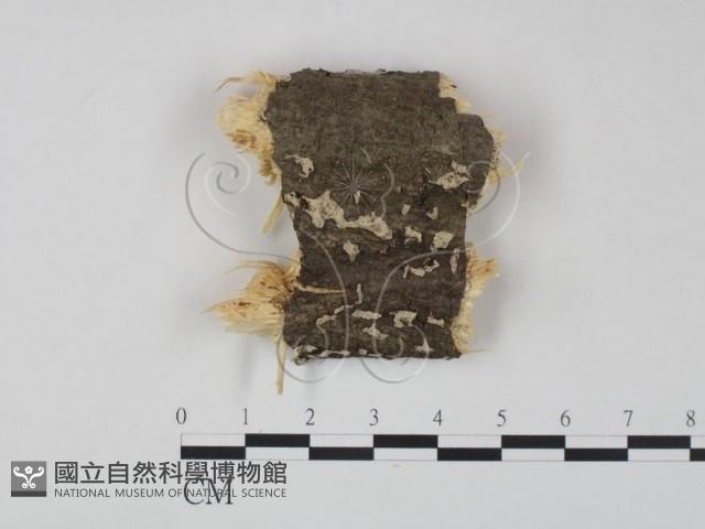 筍殼菌屬藏品圖，第1張