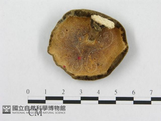 多孔菌屬藏品圖，第1張