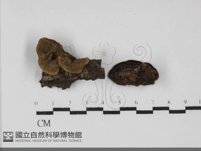 蜂窩菌屬藏品圖，第1張