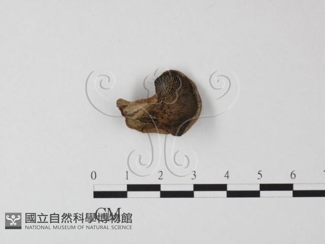 登錄號:F0017098藏品圖，第1張