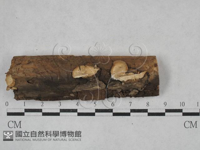 登錄號:F0025098藏品圖，第1張
