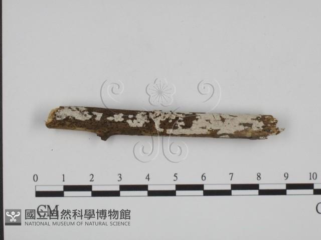 登錄號:F0009098藏品圖，第1張