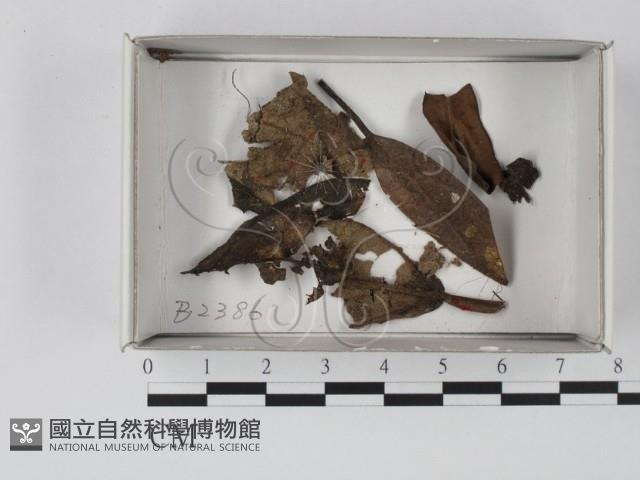 登錄號:F0019098藏品圖，第1張