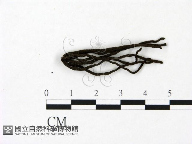 炭角菌屬藏品圖，第1張
