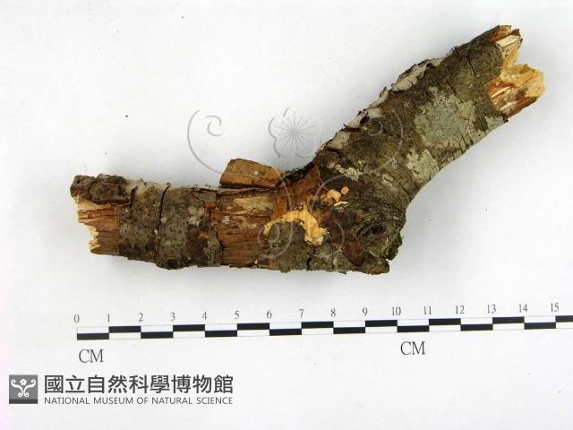 登錄號:F0003098藏品圖，第1張