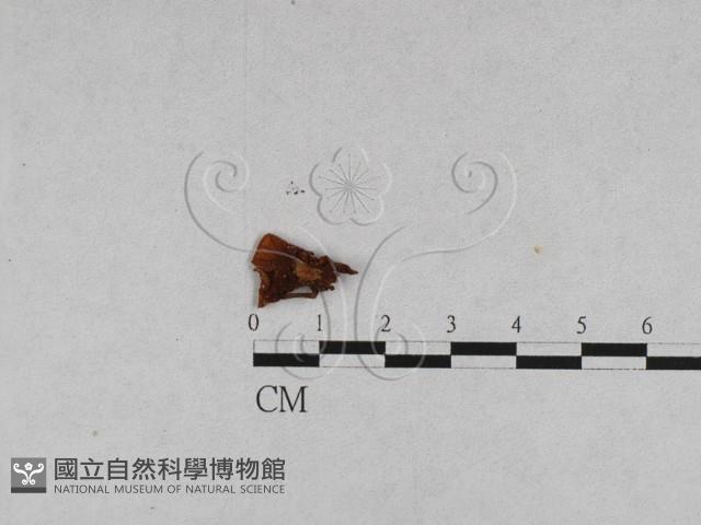登錄號:F0013098藏品圖，第1張