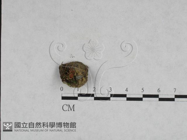 登錄號:F0028398藏品圖，第1張