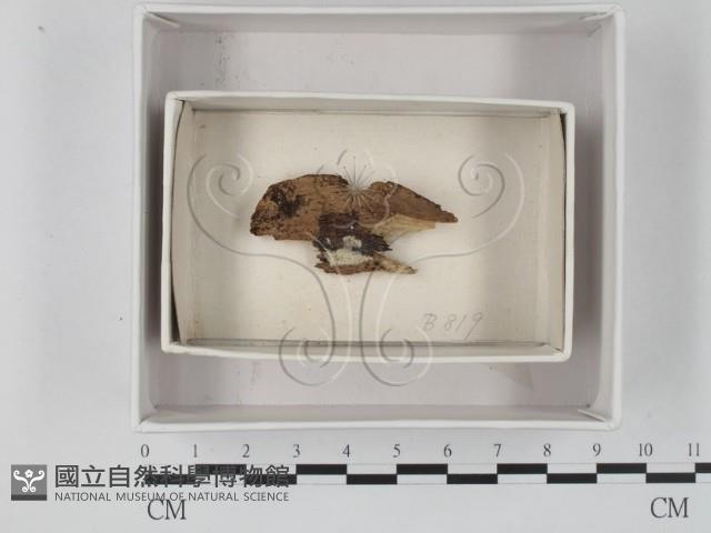 登錄號:F0018398藏品圖，第1張