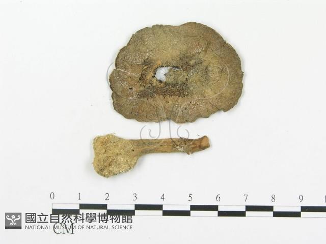 傘菌屬藏品圖，第1張