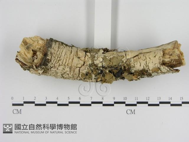登錄號:F0000398藏品圖，第1張