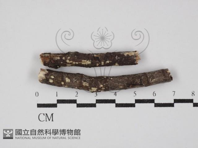 登錄號:F0030398藏品圖，第1張