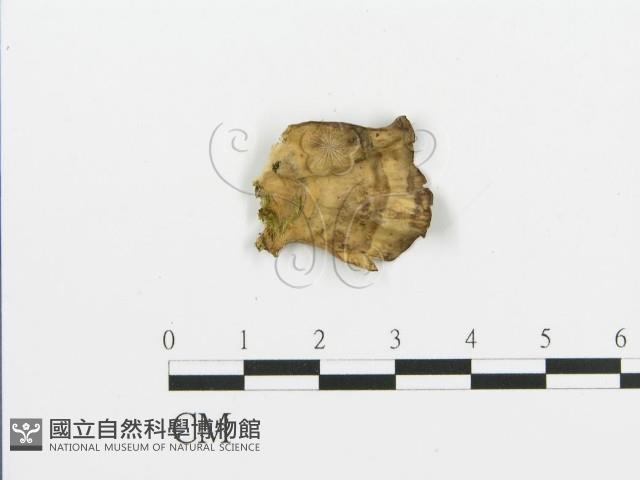 煙管菌藏品圖，第1張