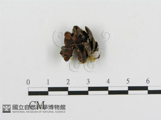 登錄號:F0016398藏品圖，第1張