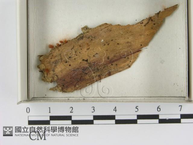 登錄號:F0021398藏品圖，第1張