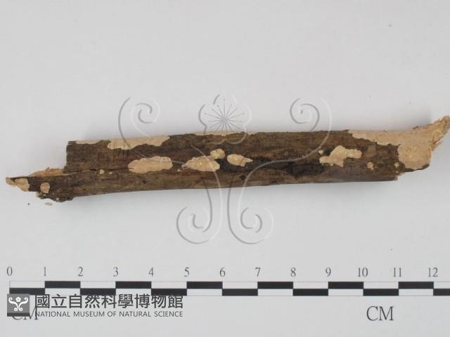 登錄號:F0001398藏品圖，第1張