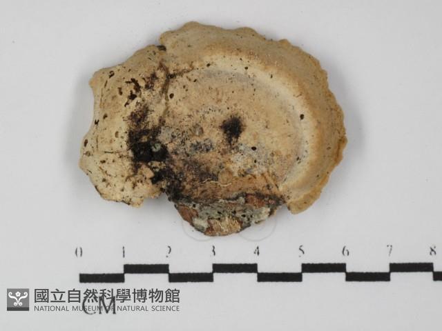 偏腫栓菌藏品圖，第1張