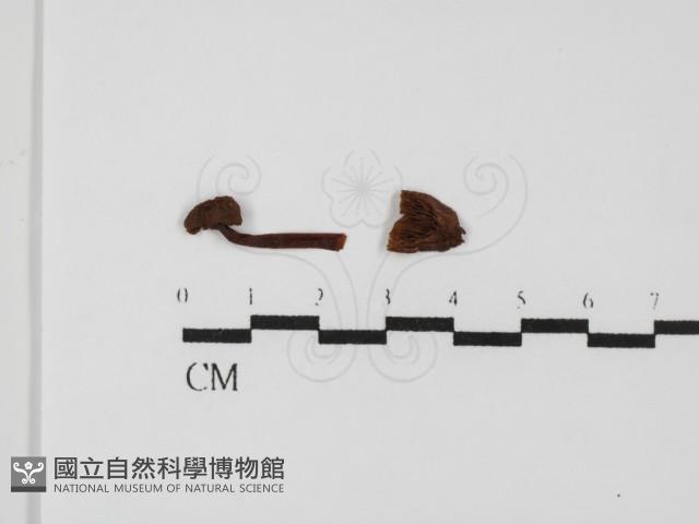 登錄號:F0024398藏品圖，第1張
