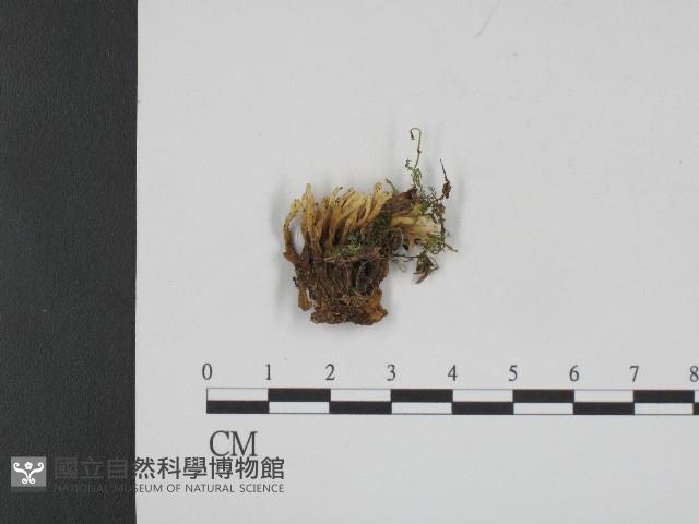 登錄號:F0004398藏品圖，第1張