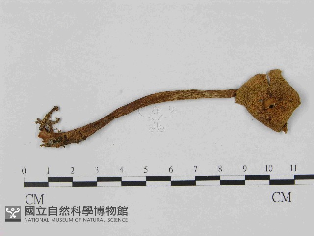 登錄號:F0014398藏品圖，第1張