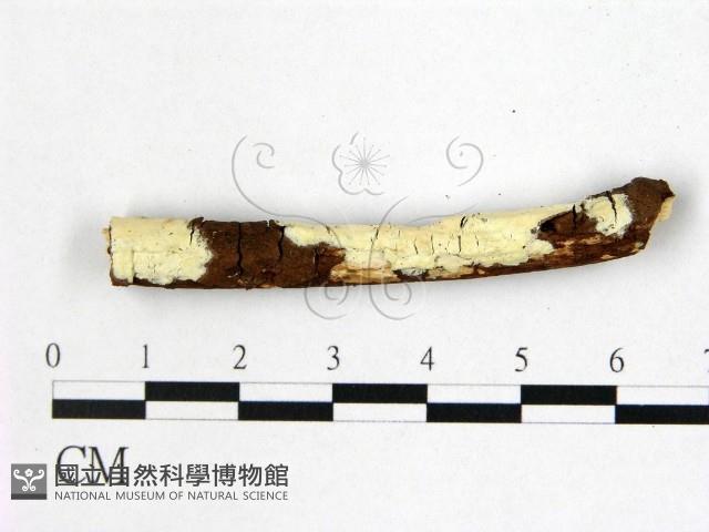 絲皮菌屬藏品圖，第1張