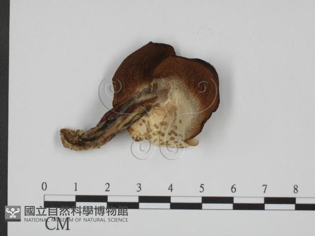 登錄號:F0012398藏品圖，第1張