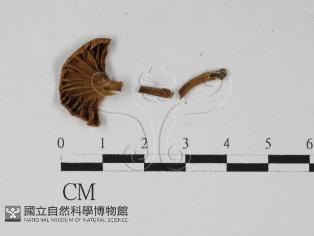 登錄號:F0027398藏品圖，第1張