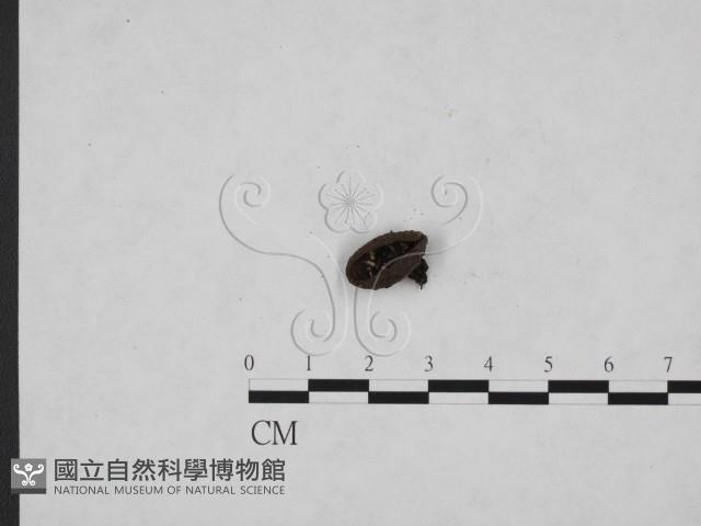 登錄號:F0007398藏品圖，第1張