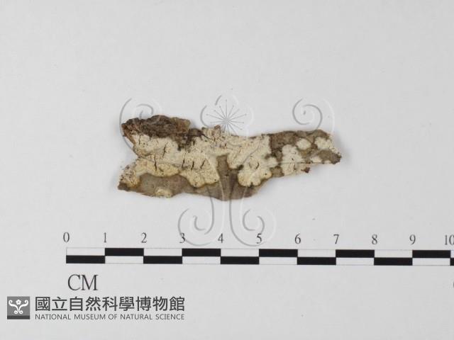 登錄號:F0015398藏品圖，第1張