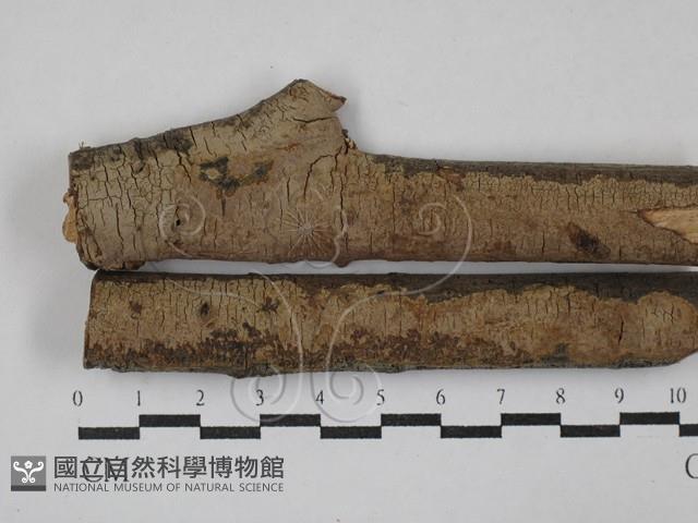 刺革菌屬藏品圖，第1張