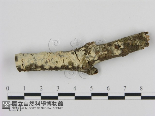 登錄號:F0009398藏品圖，第1張