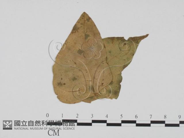 登錄號:F0019398藏品圖，第1張