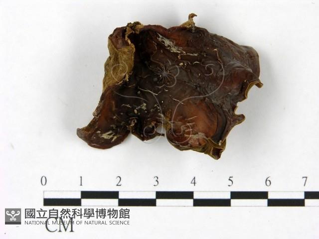 毛木耳藏品圖，第1張