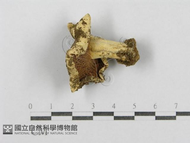 登錄號:F0003398藏品圖，第1張