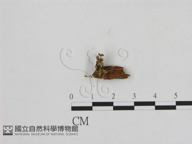 登錄號:F0013398藏品圖，第1張