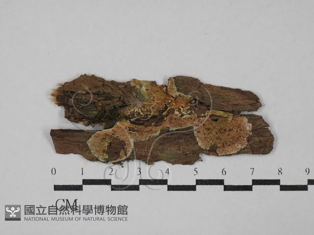 登錄號:F0028288藏品圖，第1張