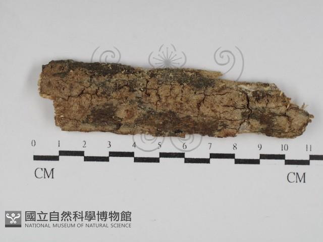 絲齒菌屬藏品圖，第1張