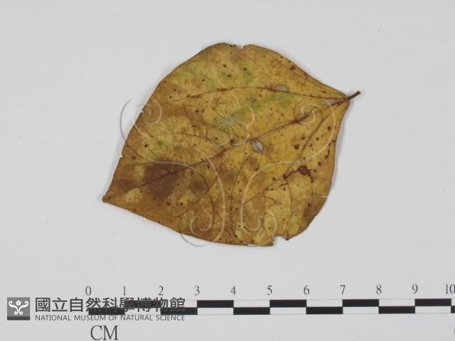 登錄號:F0021288藏品圖，第1張