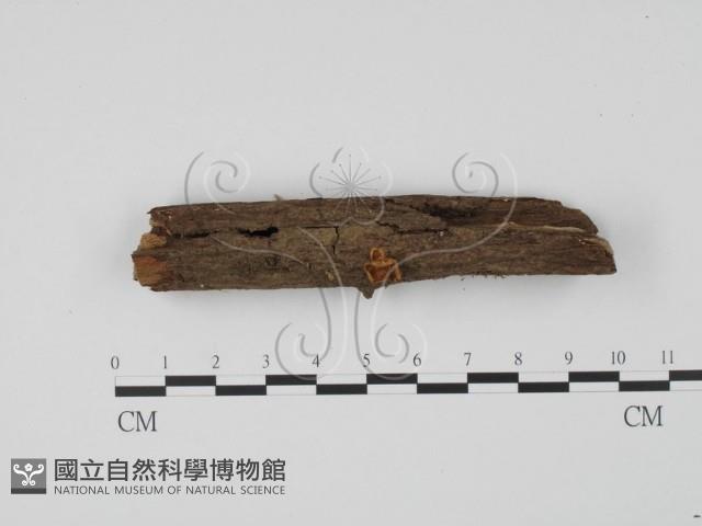 登錄號:F0001288藏品圖，第3張