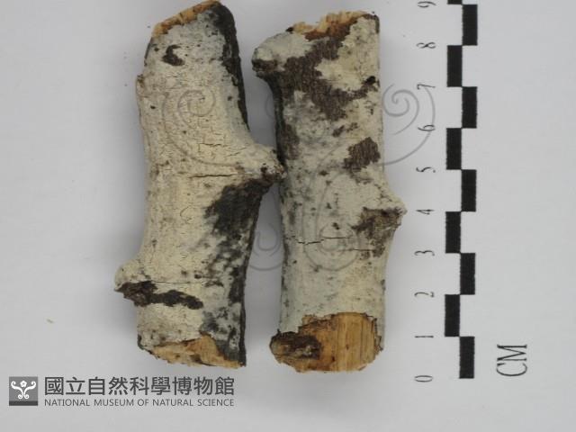 剛毛絲皮菌藏品圖，第1張