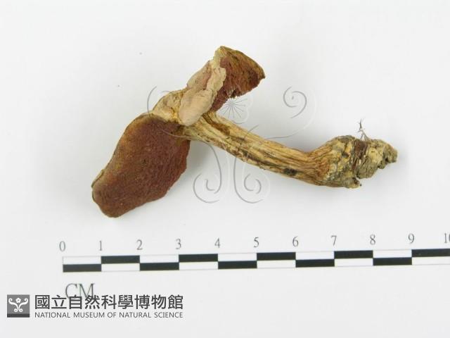 登錄號:F0014288藏品圖，第1張