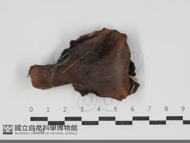 登錄號:F0034288藏品圖，第1張