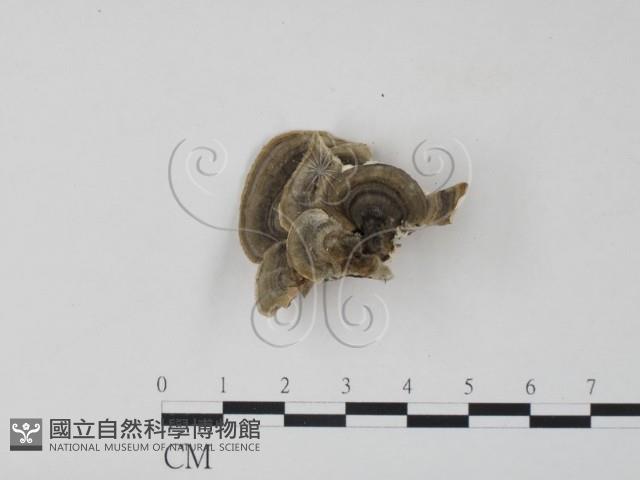 雲芝藏品圖，第1張