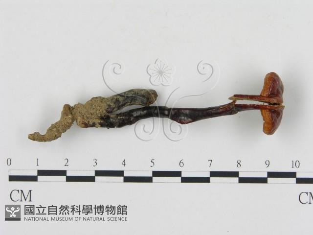 登錄號:F0002288藏品圖，第1張