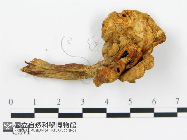 登錄號:F0012288藏品圖，第1張