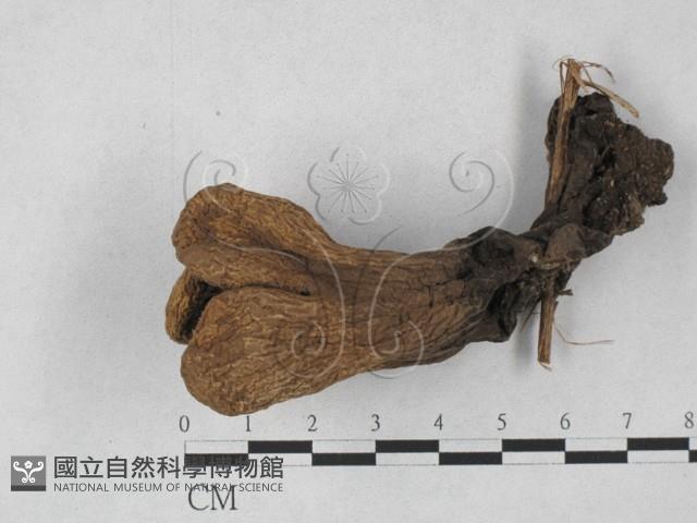 炭角菌屬藏品圖，第1張