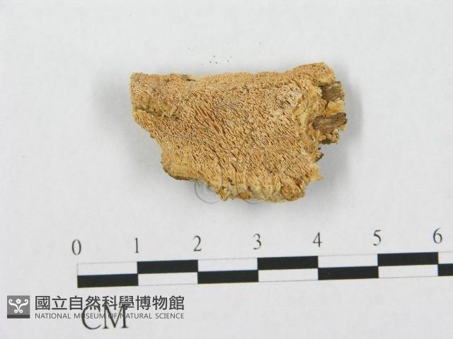 登錄號:F0007288藏品圖，第1張